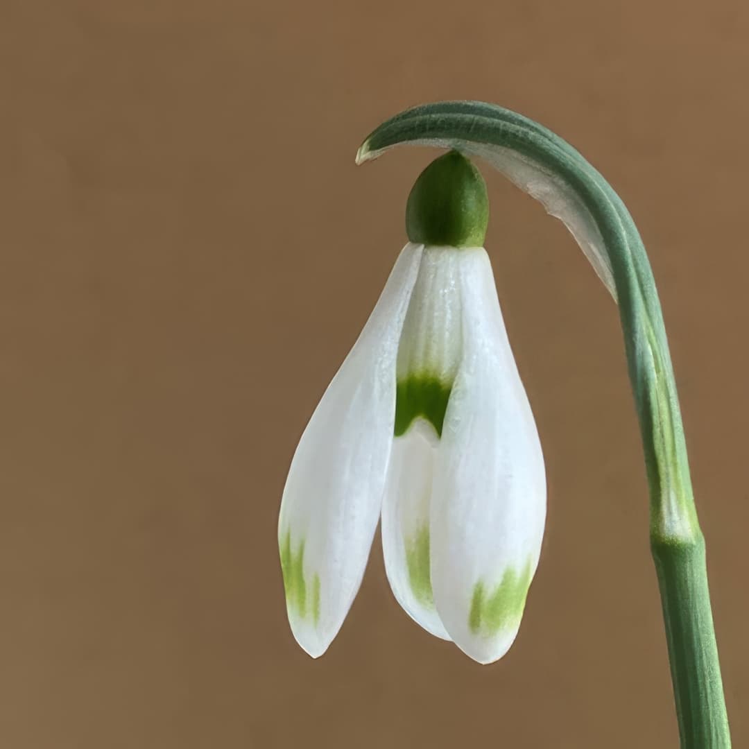 Galanthus nivalis Zabica