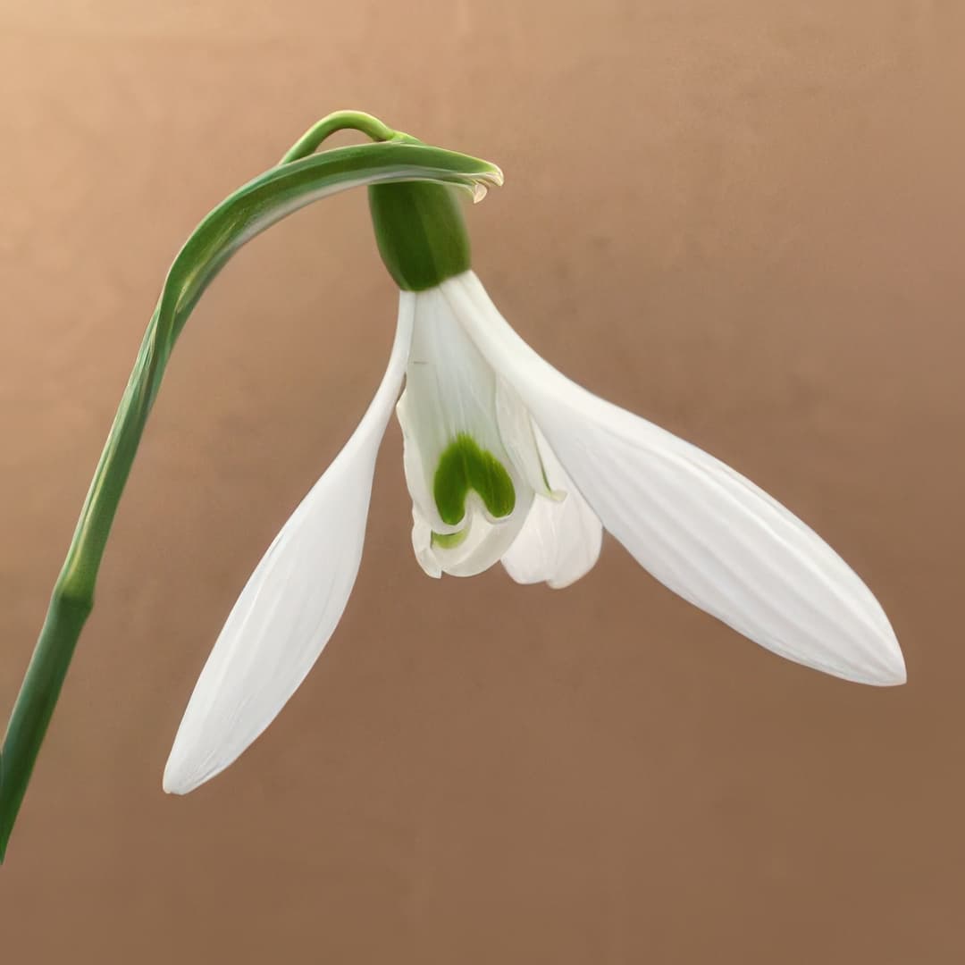 Galanthus Atkinsii