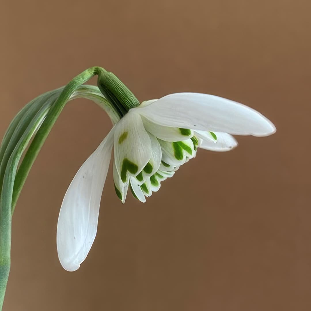 Galanthus Ballerina