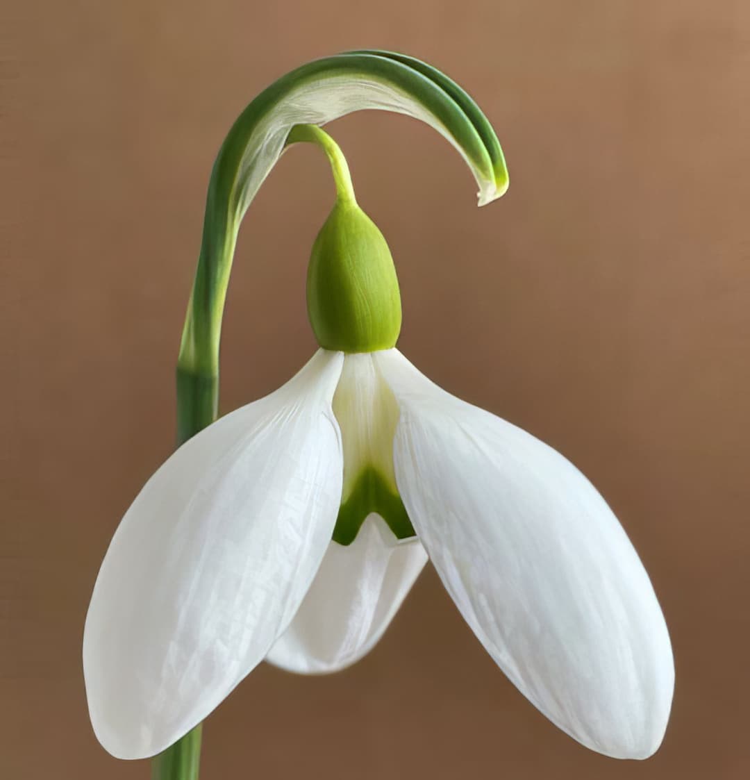 Galanthus Bubble