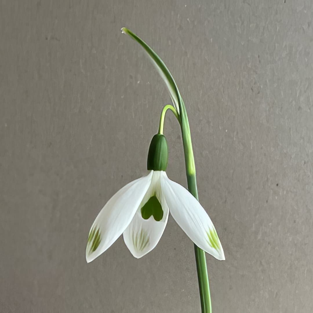 Galanthus elwesii Chantry Green Twins
