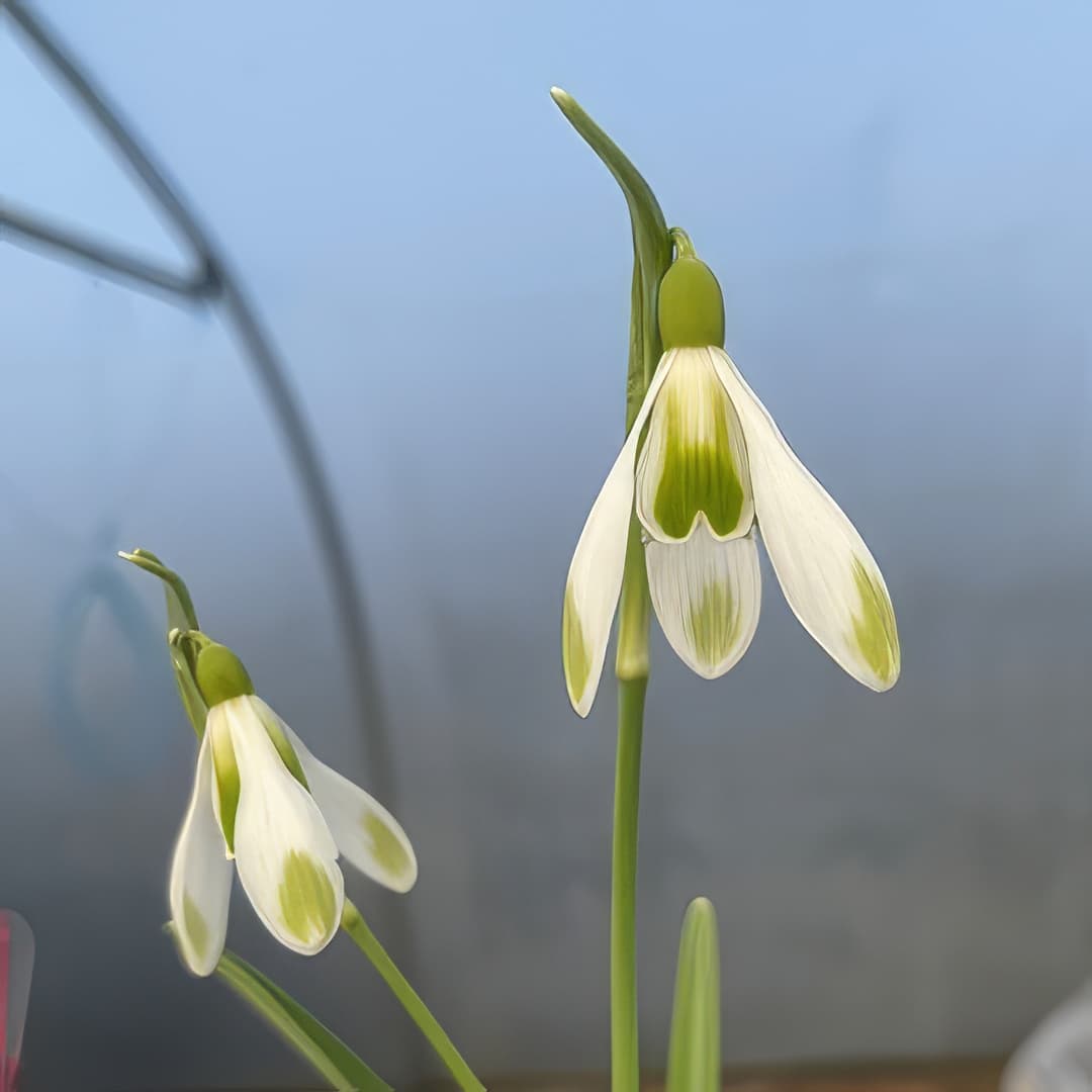Galanthus Joe Spotted