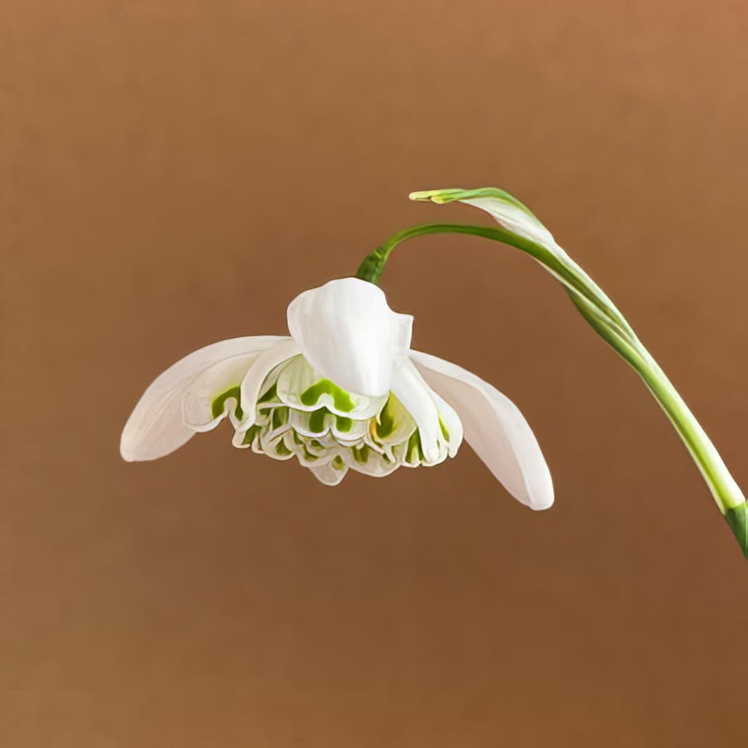 Galanthus Lady Beatrix Stanley