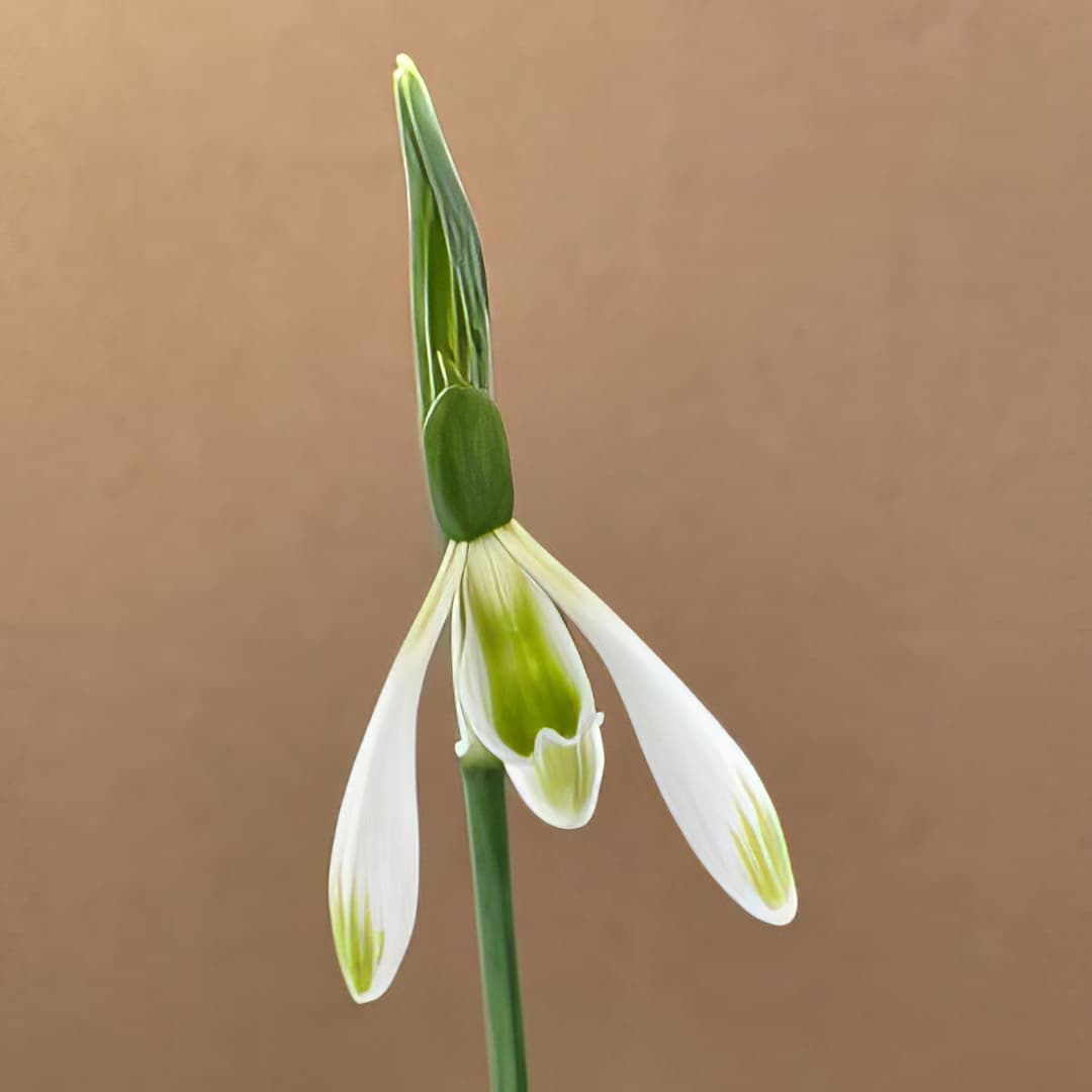 Galanthus Modern Art