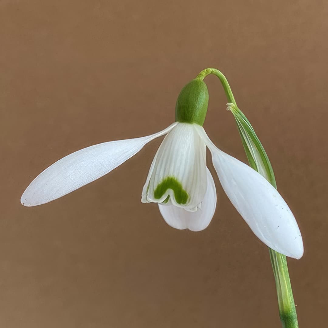 Galanthus Neill Fraser