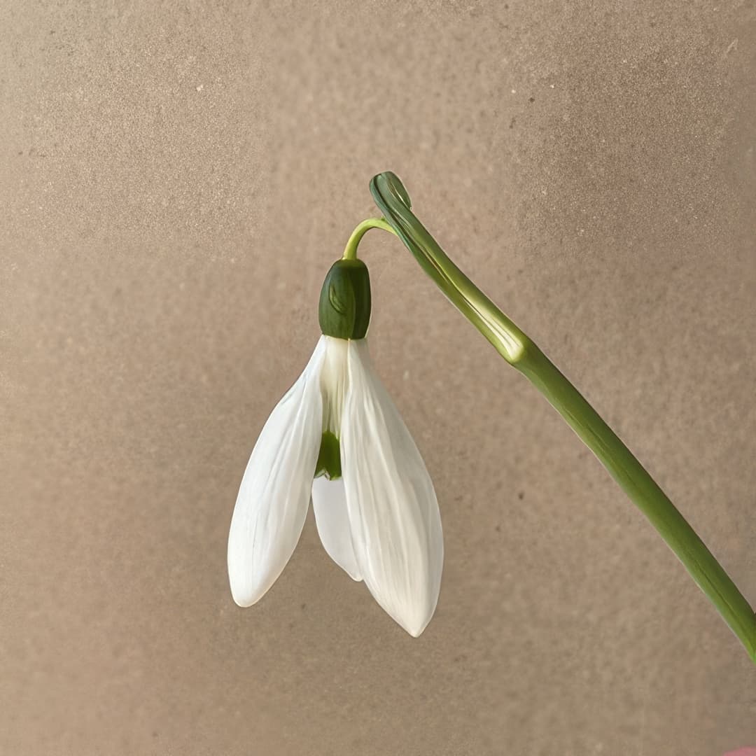 Galanthus elwesii Phil Bryn