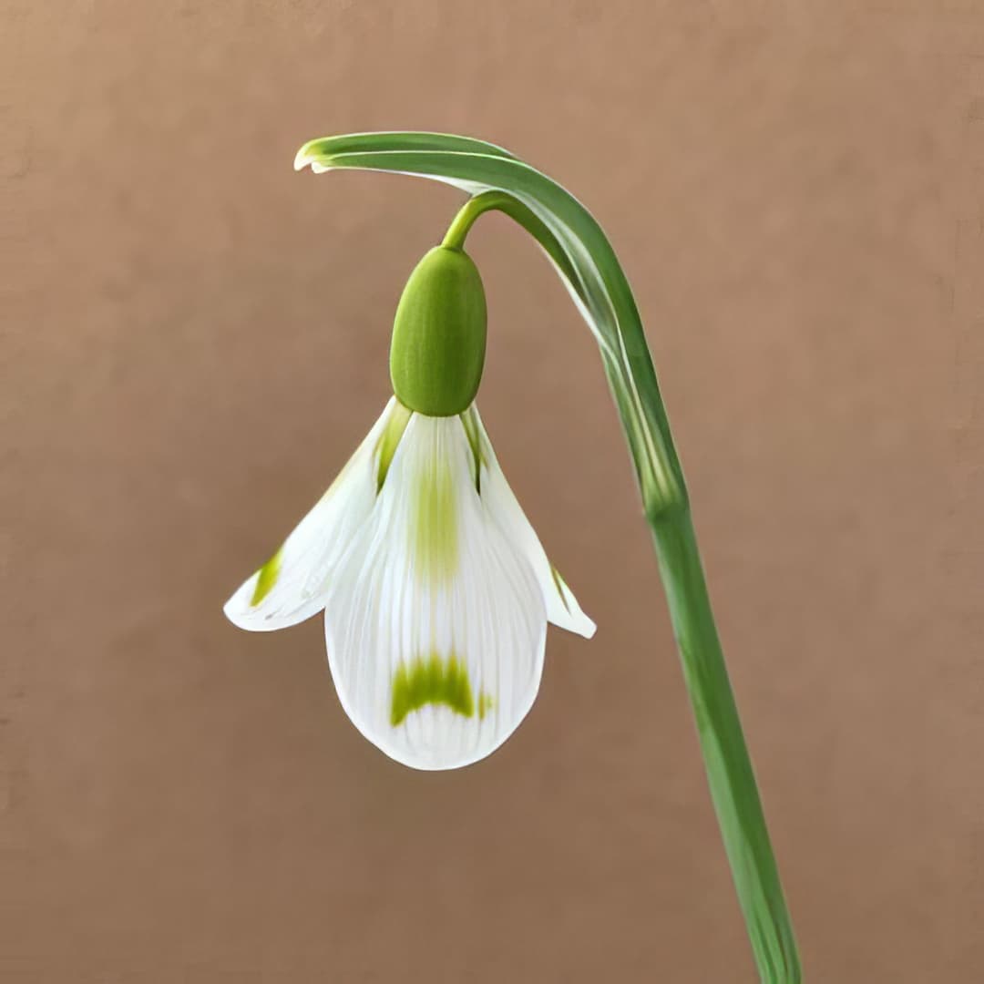 Galanthus Philippe Andre Meyer