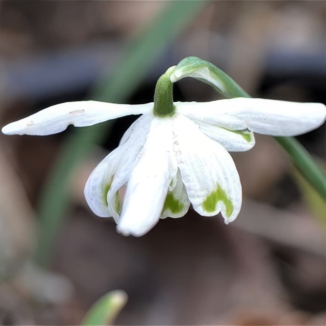 Galanthus nivalis Puck
