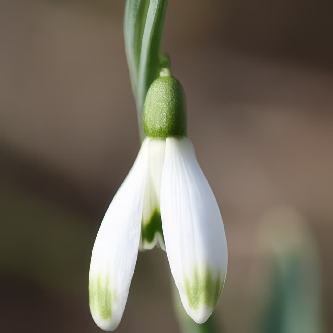 Galanthus nivalis scharlockii