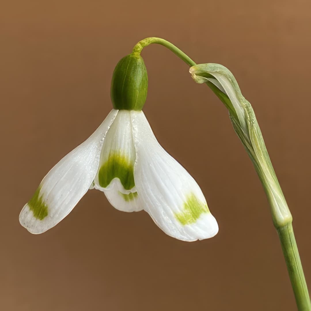 Galanthus Trymming