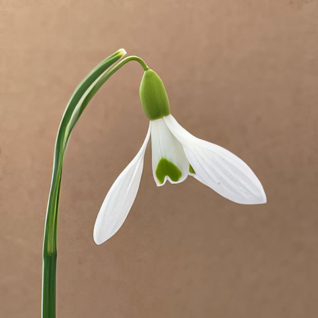 Galanthus Winifrede Mathias