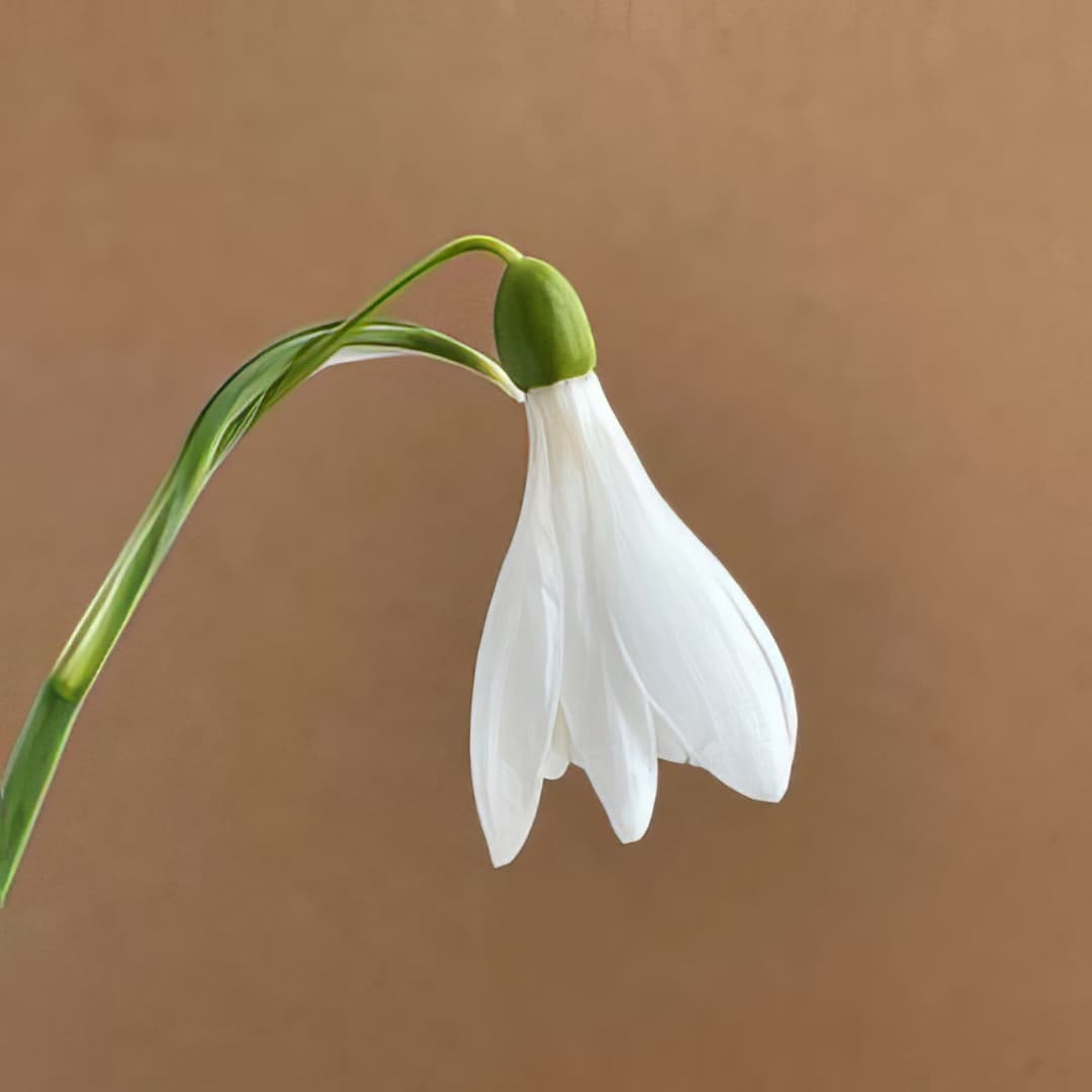 Galanthus Winsley Hall