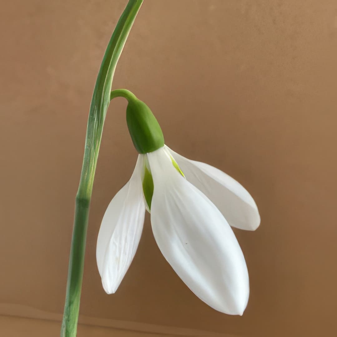 Galanthus elwesii Yvonne Hay