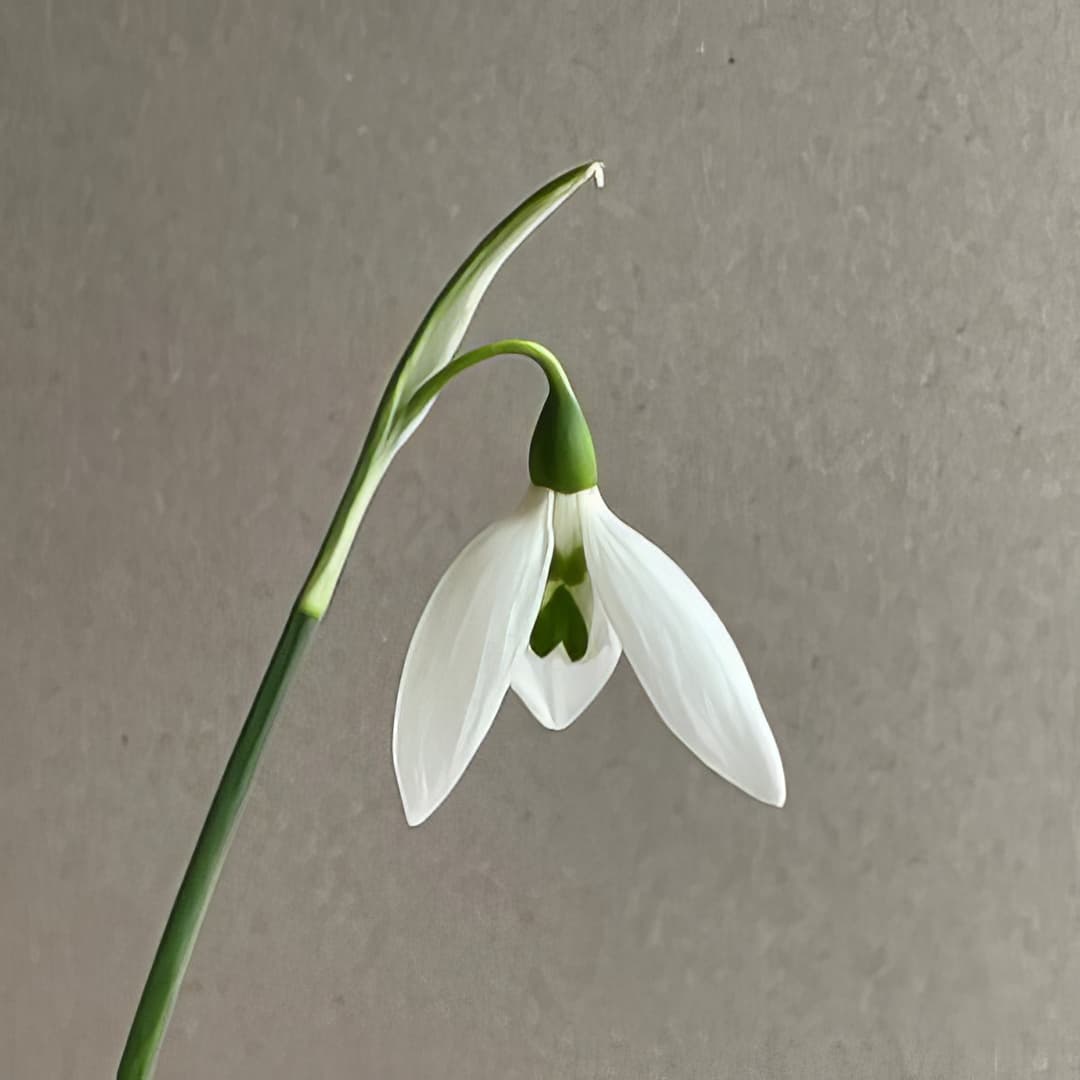 Galanthus elwesii Maidwell L