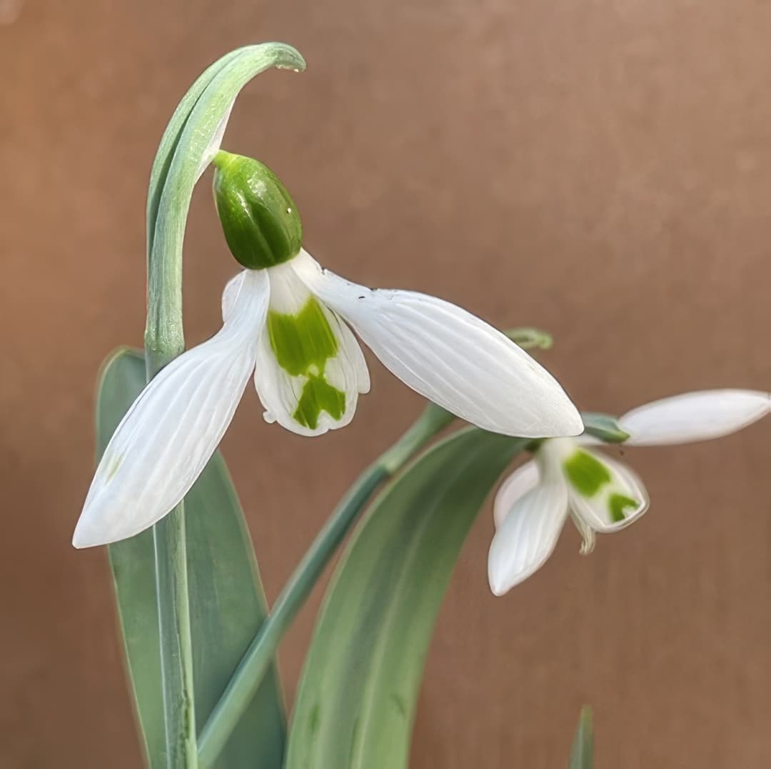 Galanthus elwesii Snow Fox