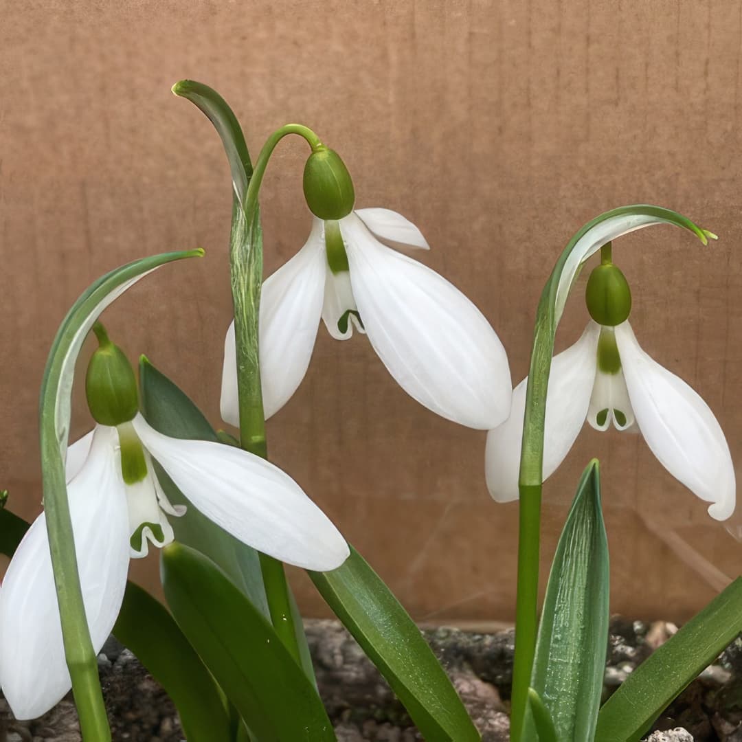 Galanthus fosteri
