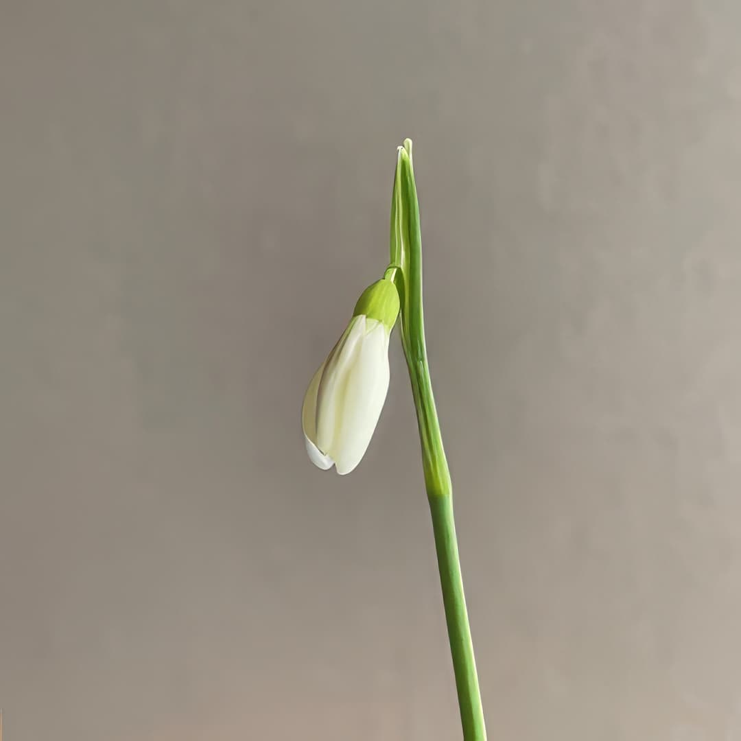 Galanthus nivalis Créme Anglaise