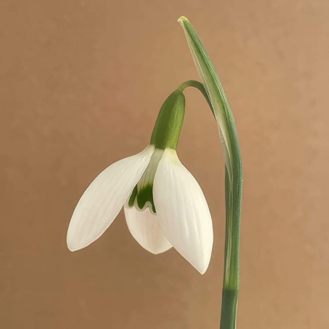 Galanthus Galatea