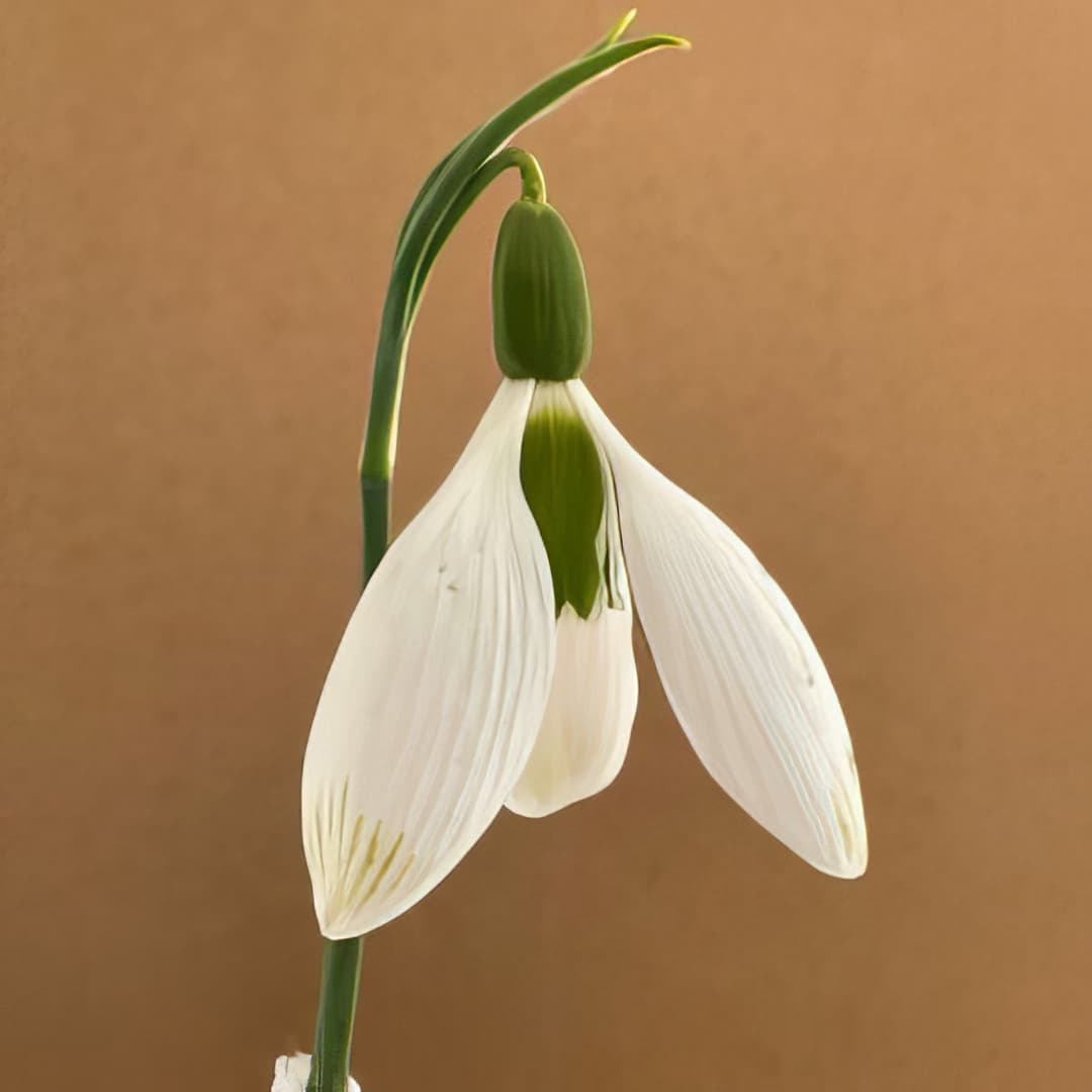 Galanthus elwesii Big Boy