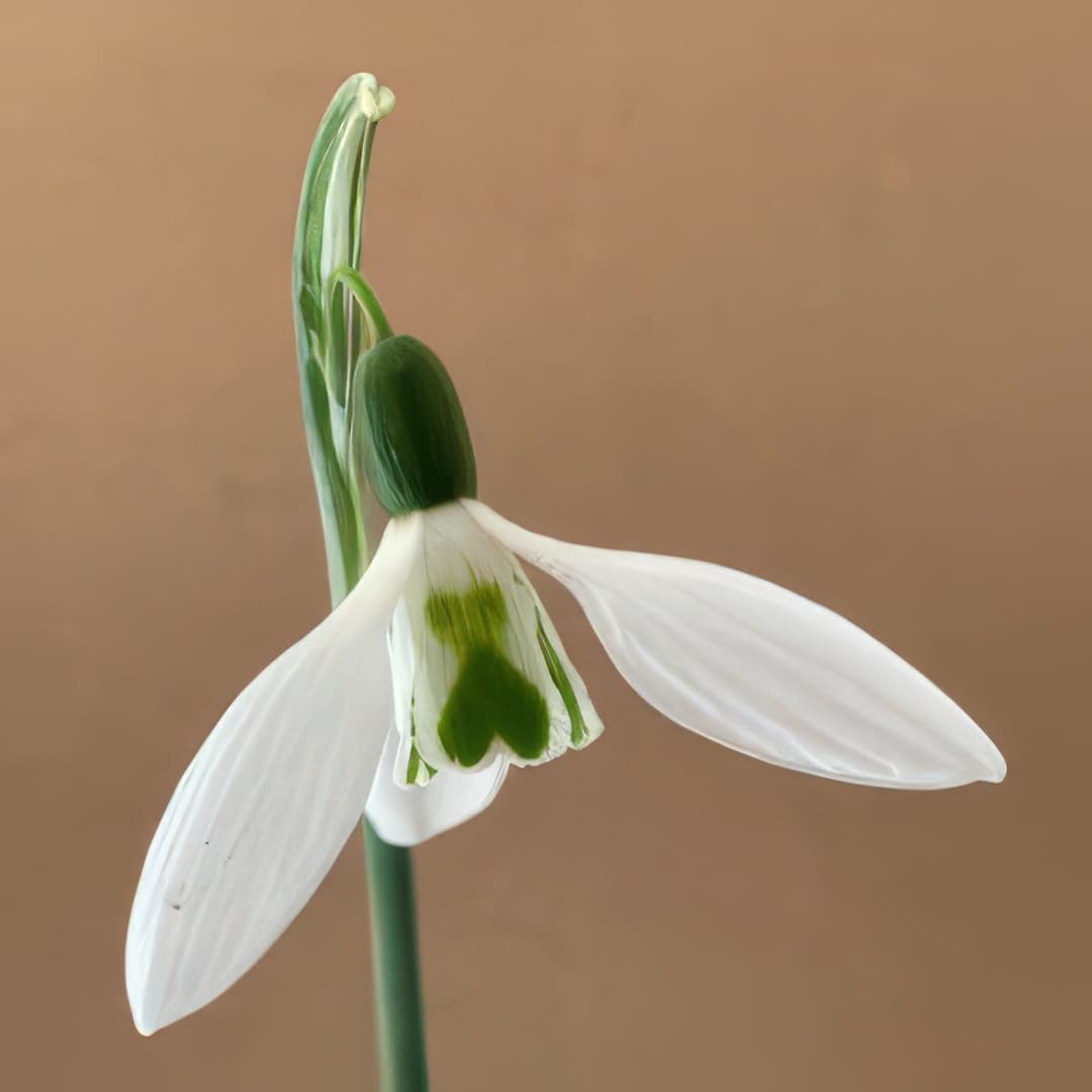 Galanthus elwesii Elmley Lovett