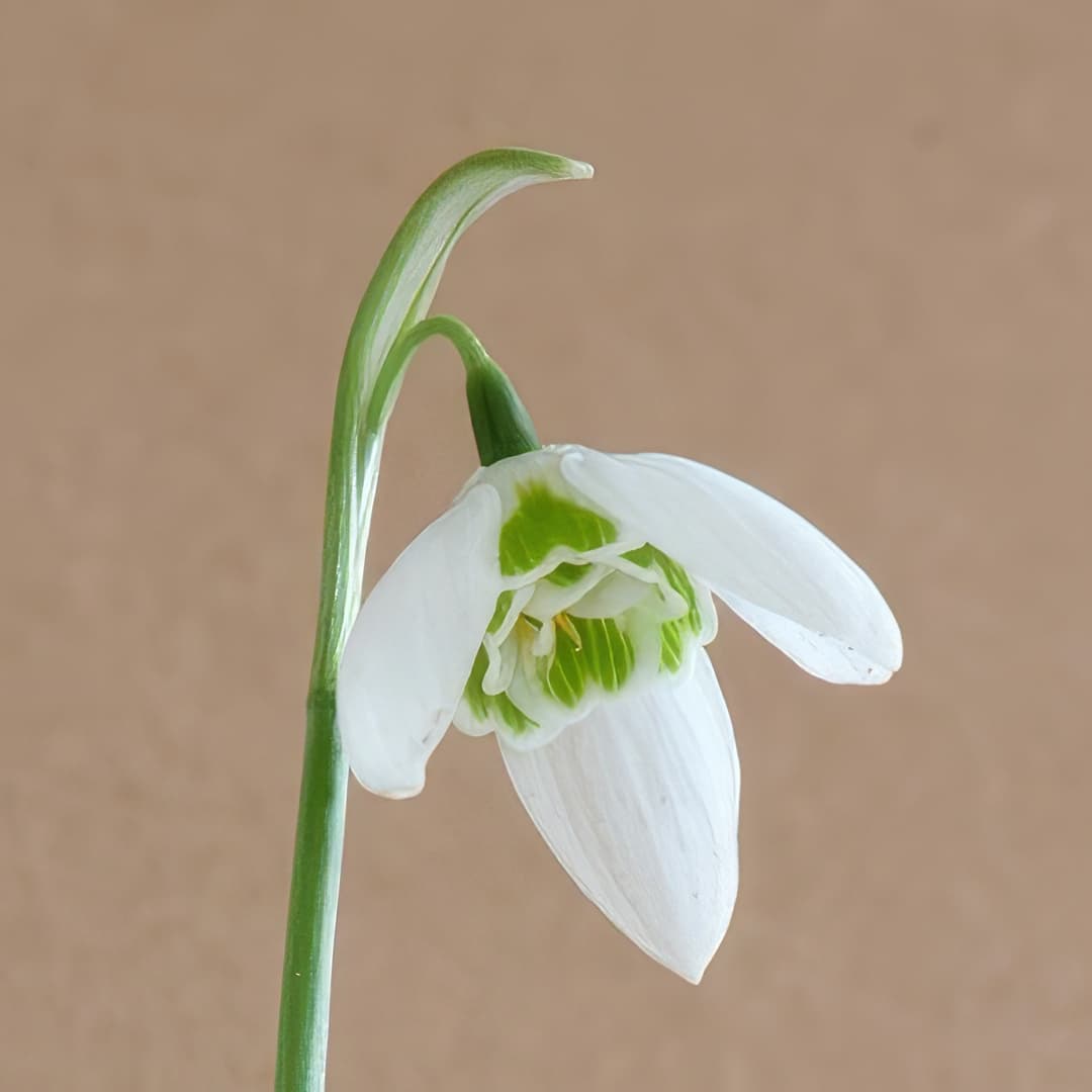 Galanthus Faringdon Double
