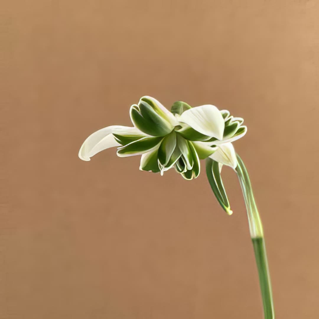 Galanthus nivalis Green Fingers