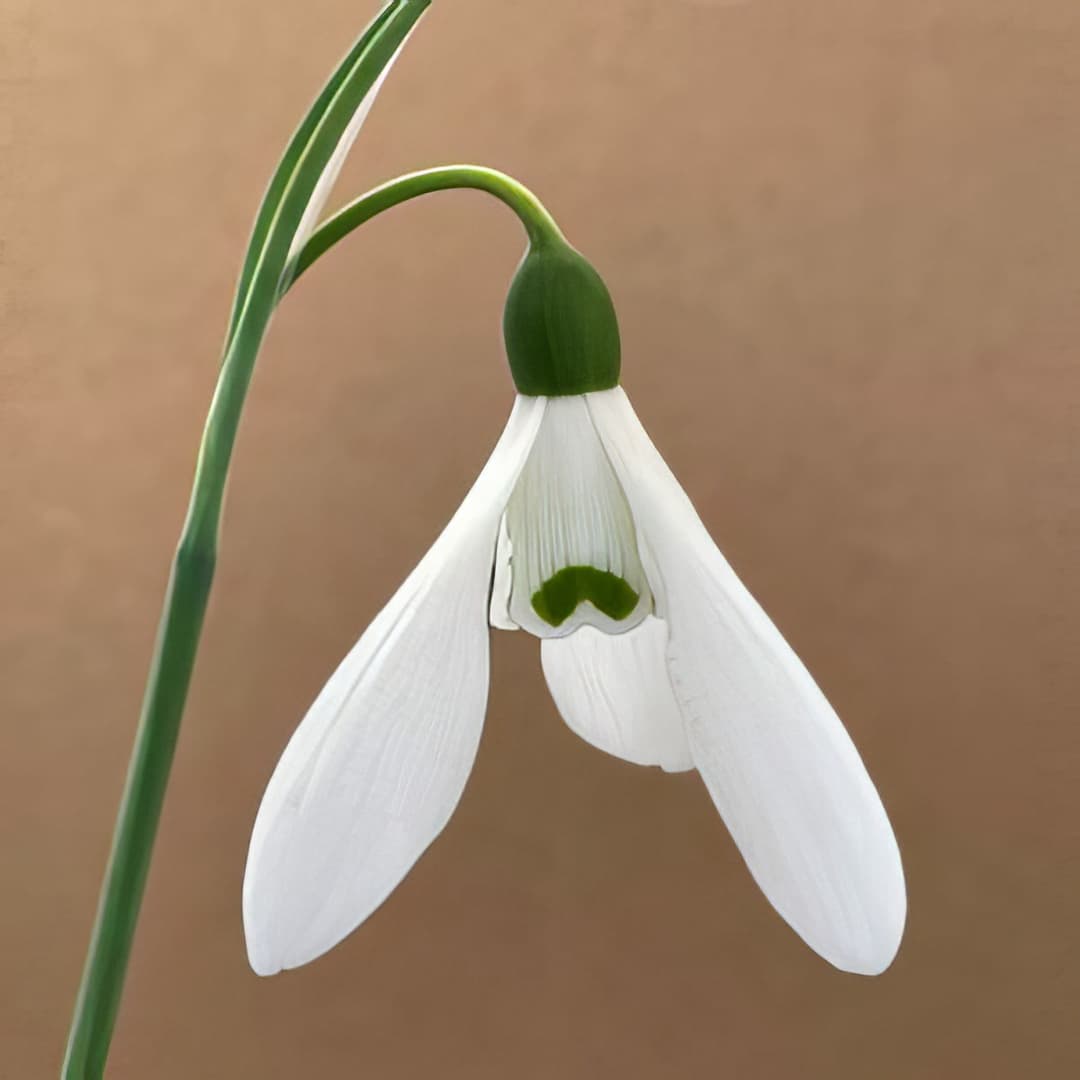 Galanthus elwesii Hercule