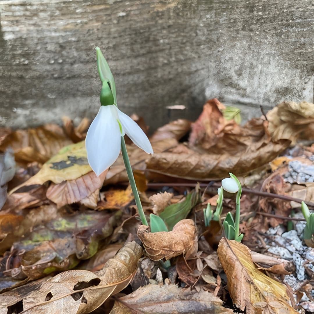 Galanthus elwesii Hollis