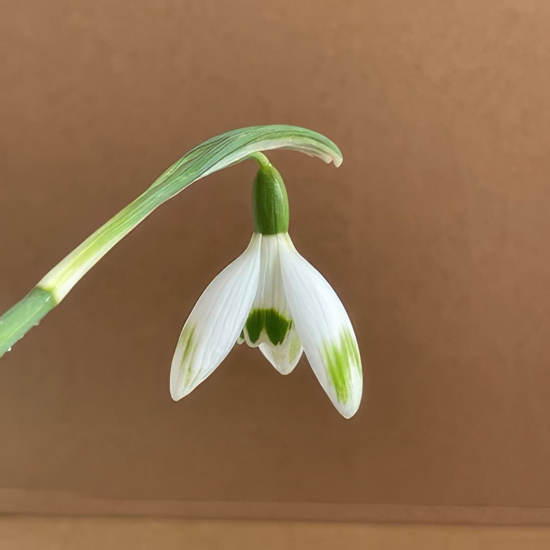 Galanthus nivalis Llo 'n' Green