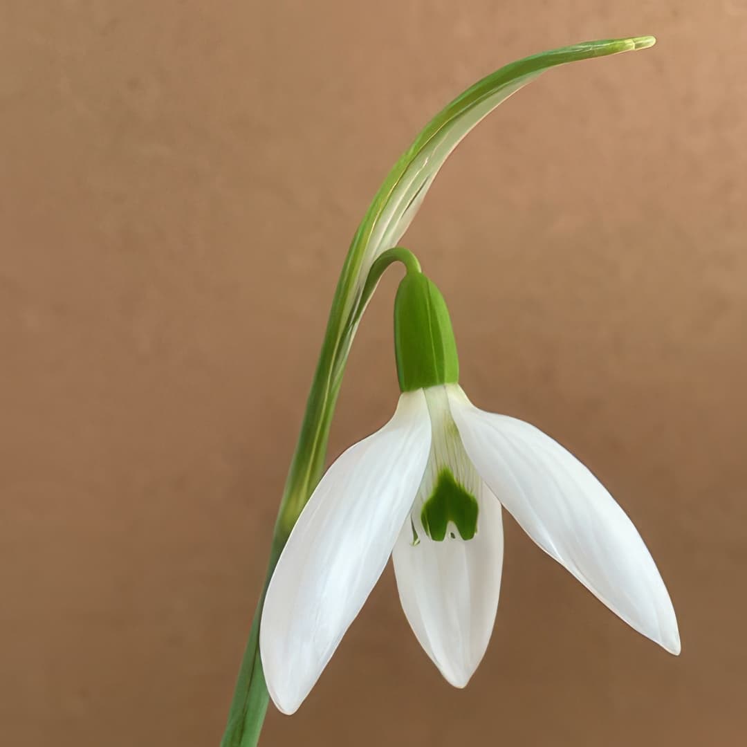 Galanthus elwesii Long Drop