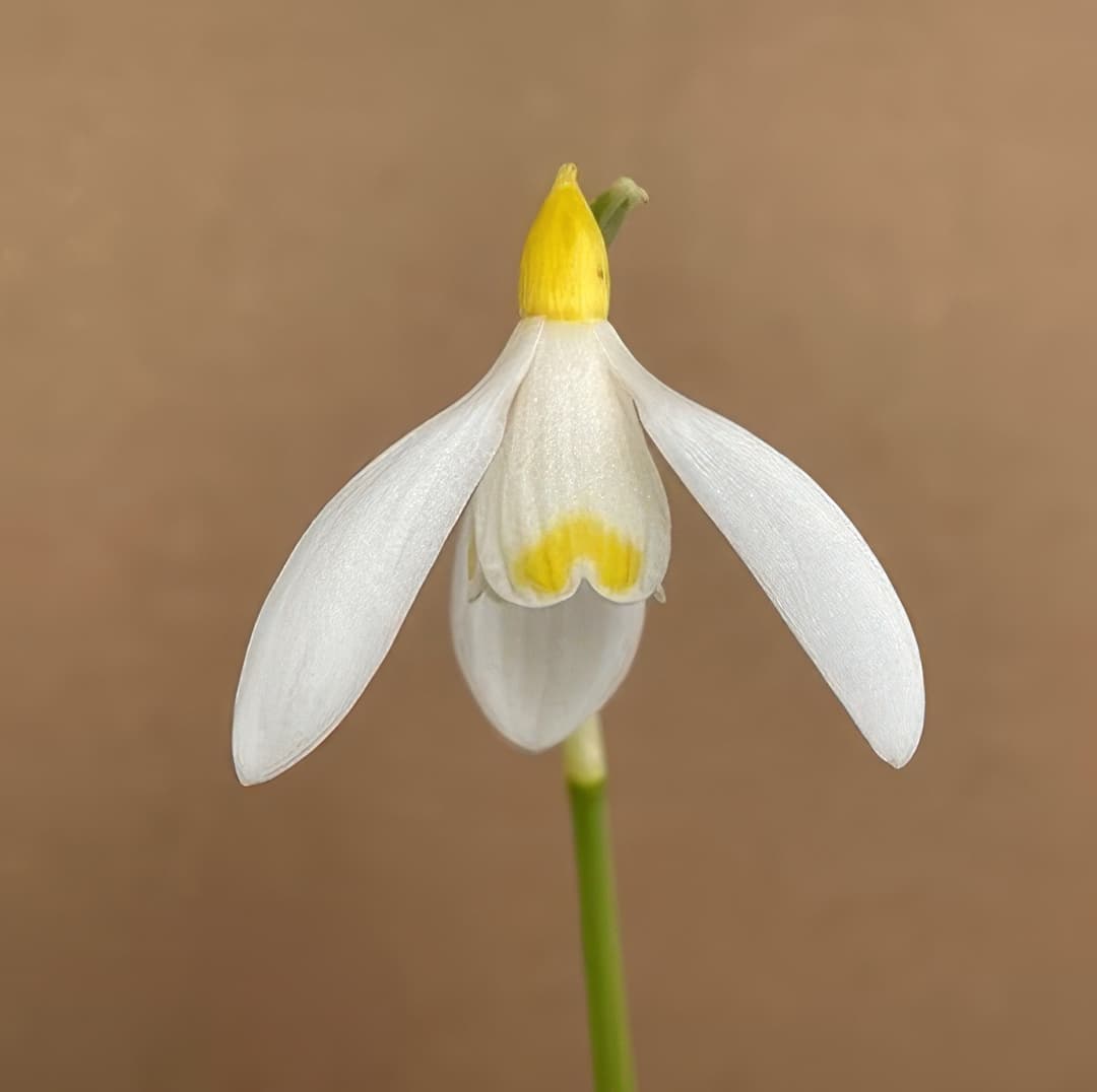 Galanthus nivalis sandersii ex.Lowick