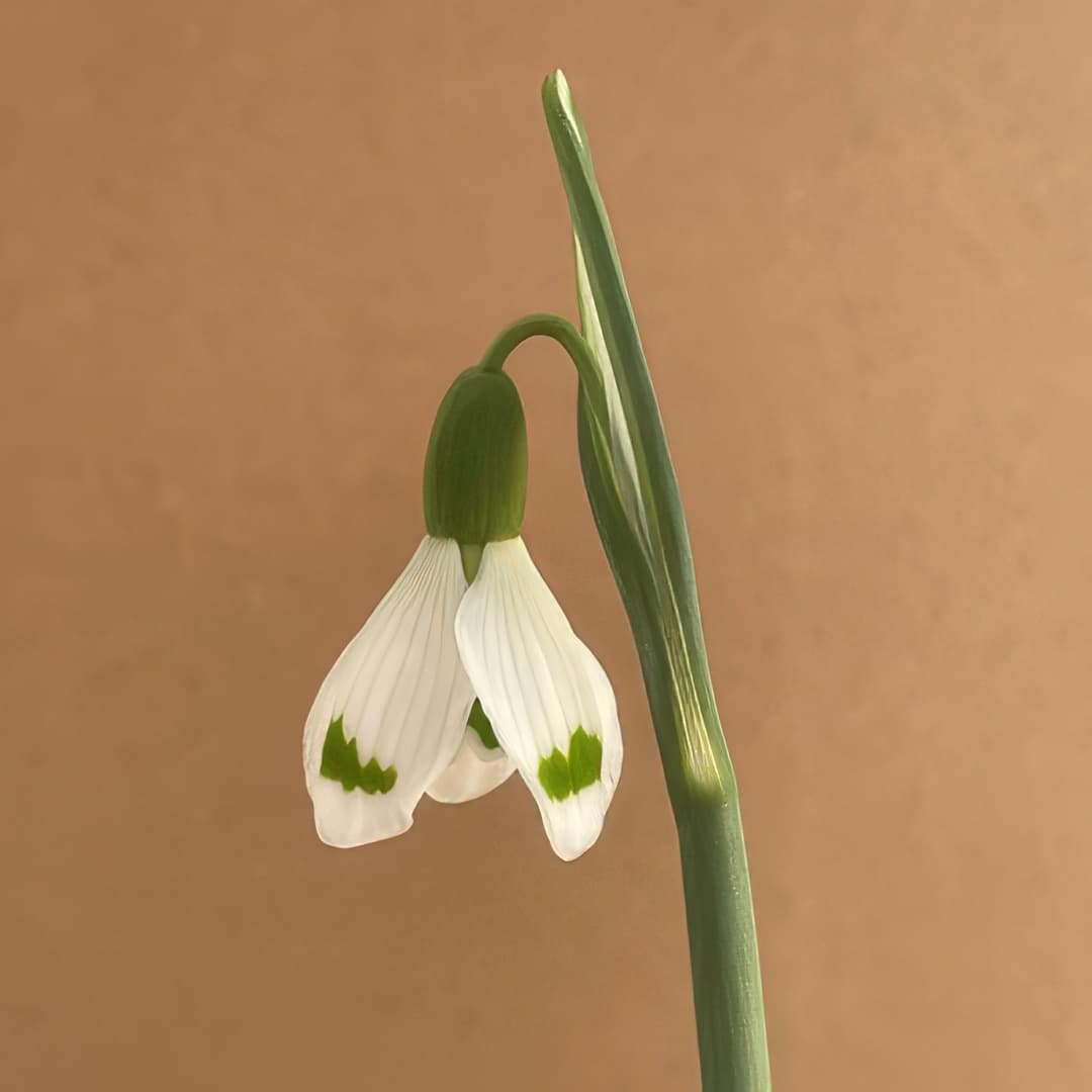 Galanthus Essex Girl
