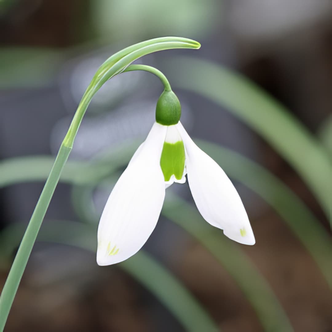 Galanthus Ivy Cottage Green Tip