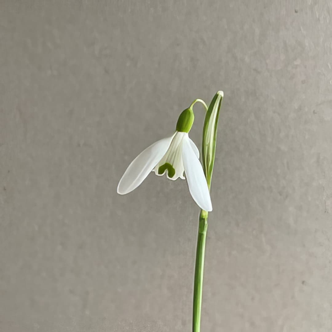 Galanthus Charlotte