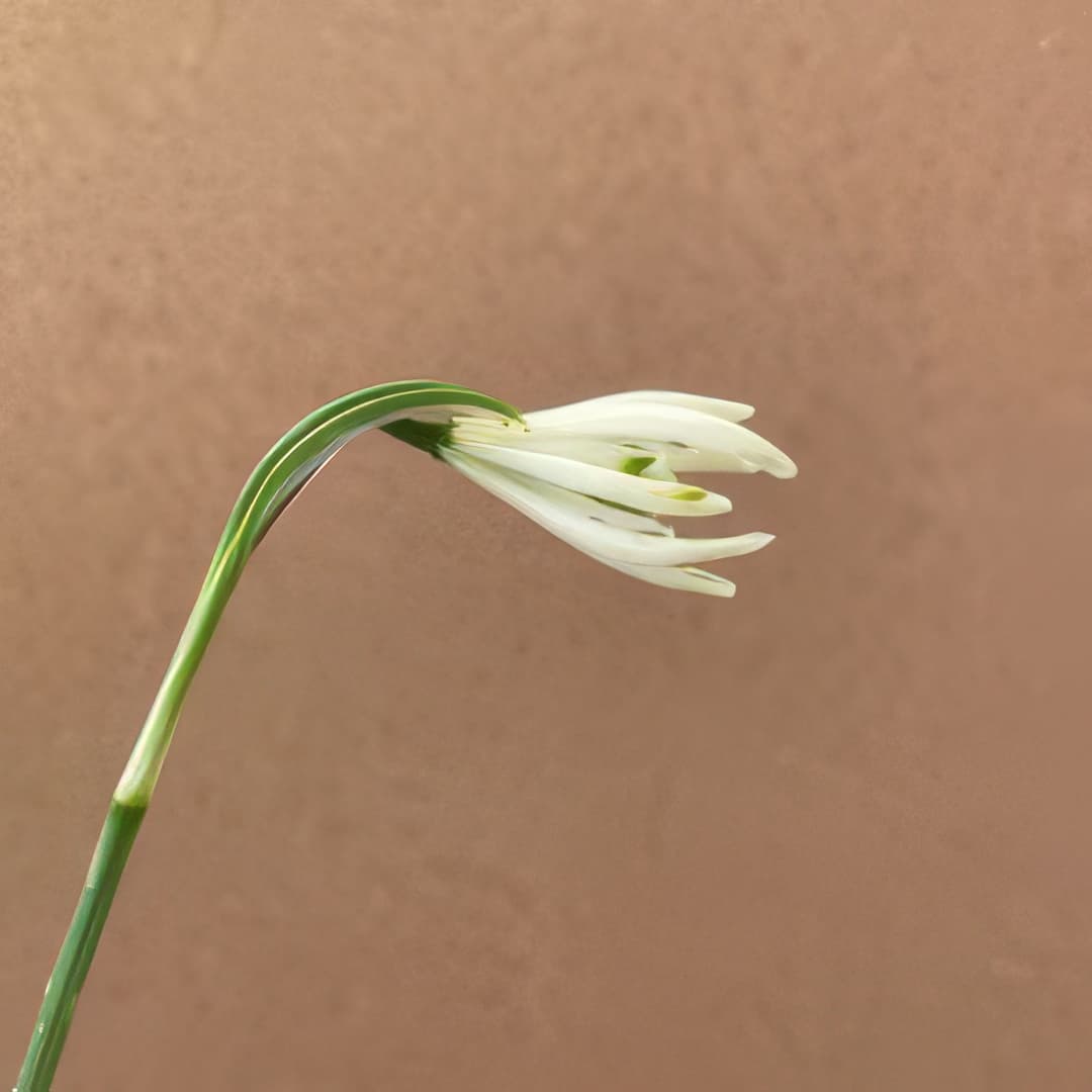 Galanthus Fuzz