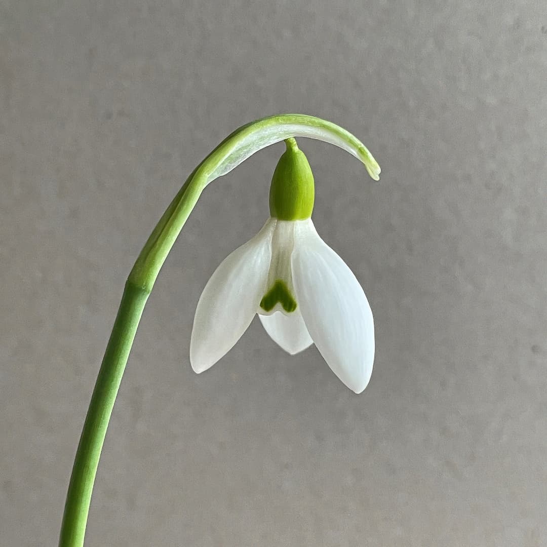 Galanthus Ruth Birchall