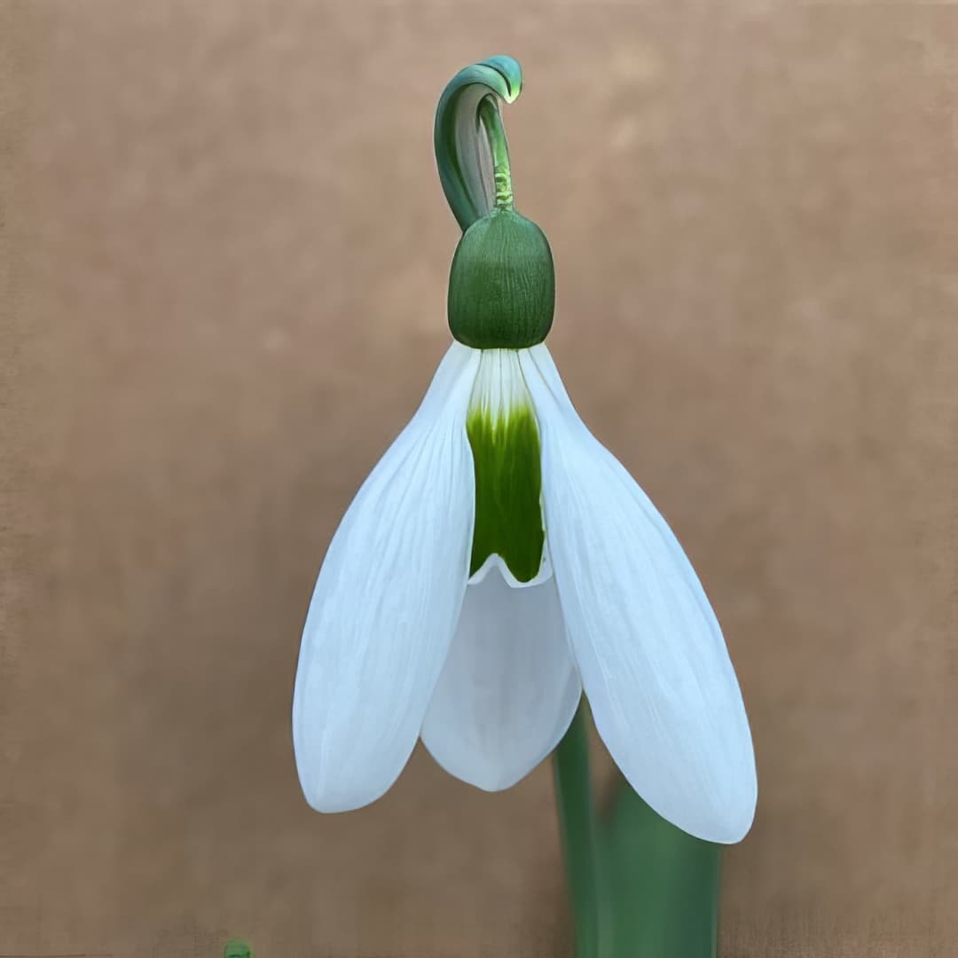Galanthus Abington Green
