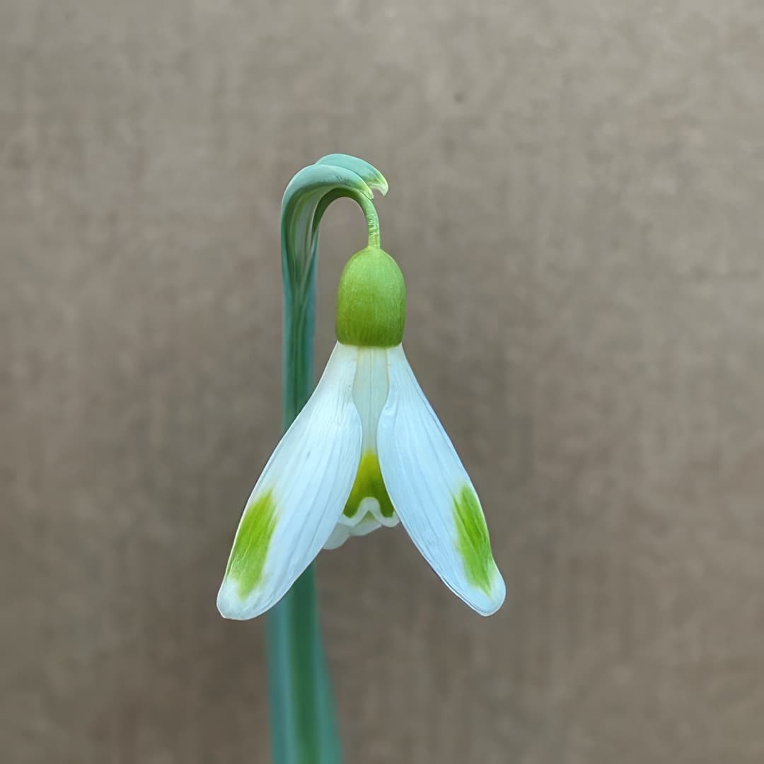 Galanthus Bitter Lemons