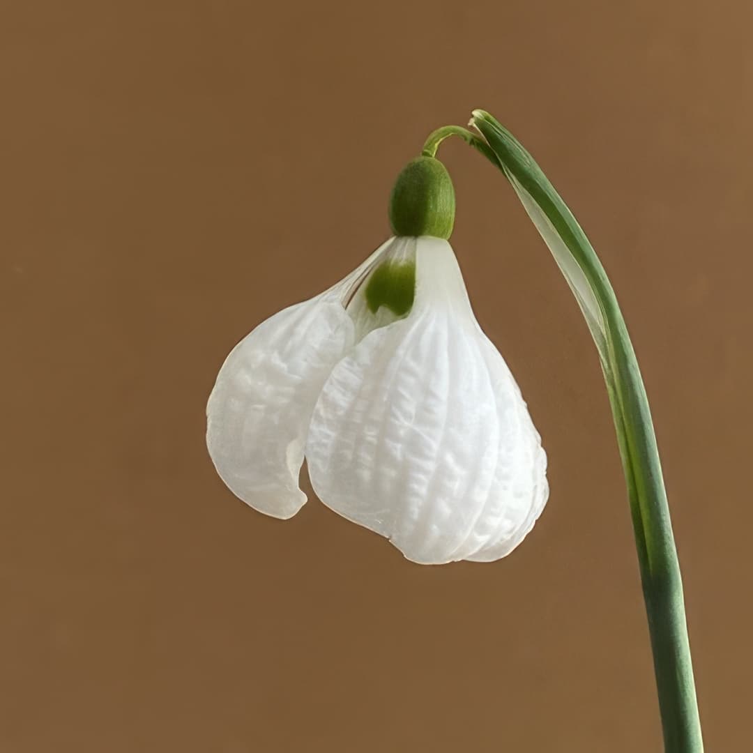 Galanthus plicatus Fatty Puff