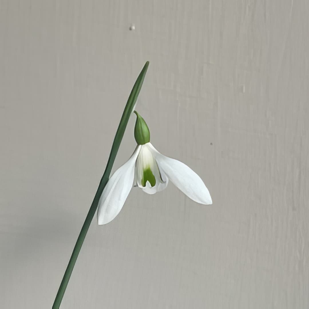 Galanthus rizehensis Baytop