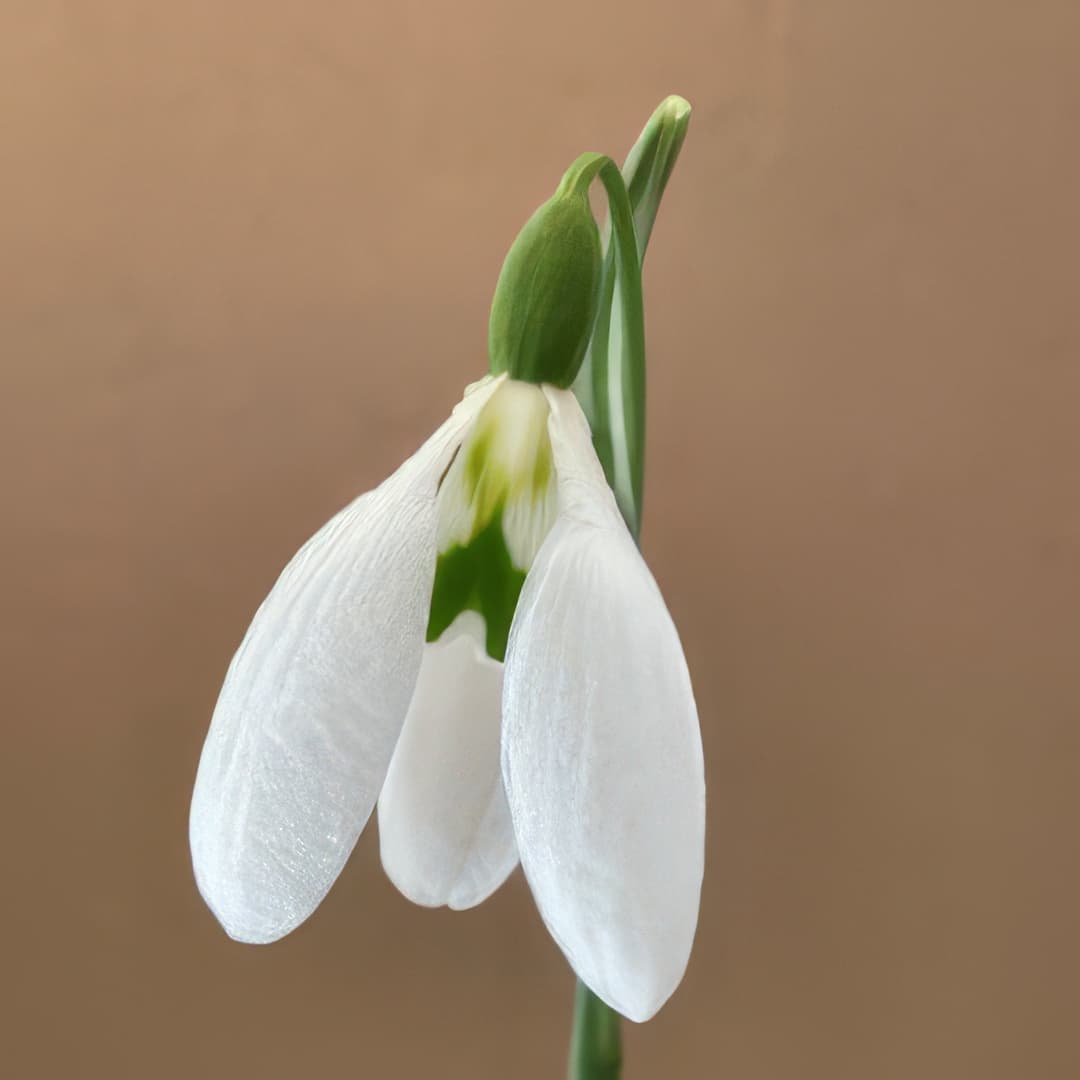 Galanthus Green Hayes