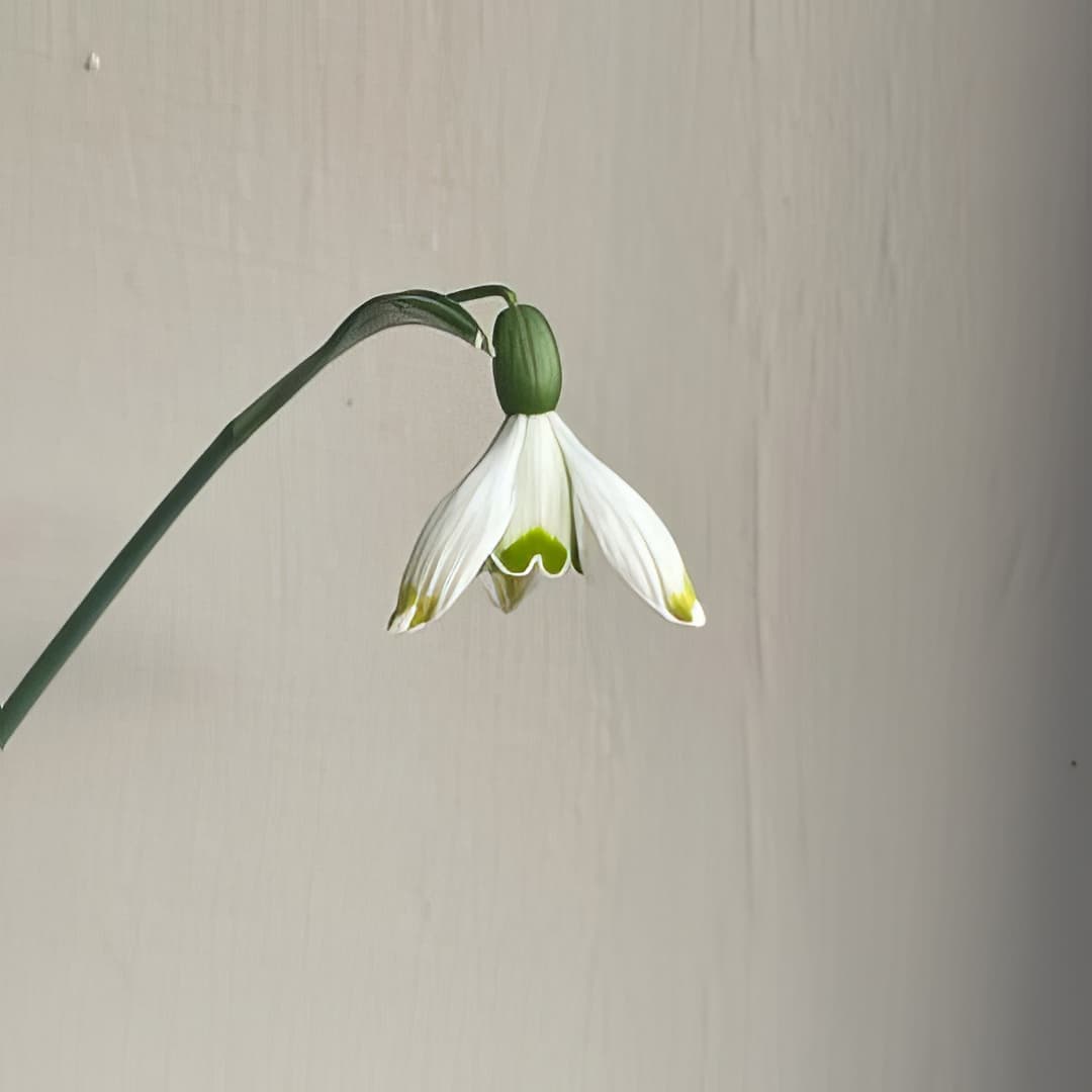 Galanthus nivalis Janet Cropley