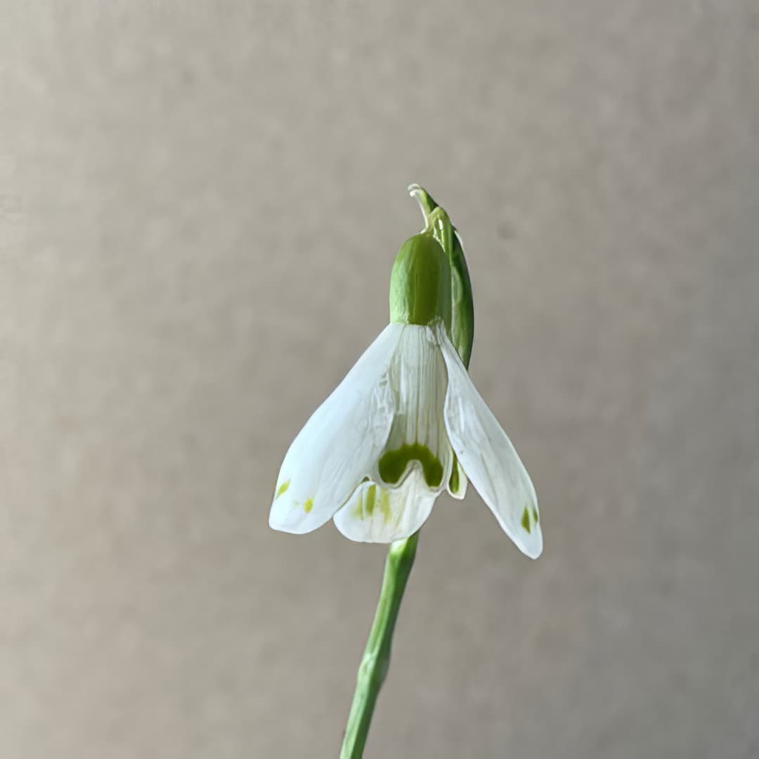Galanthus nivalis Cinderella