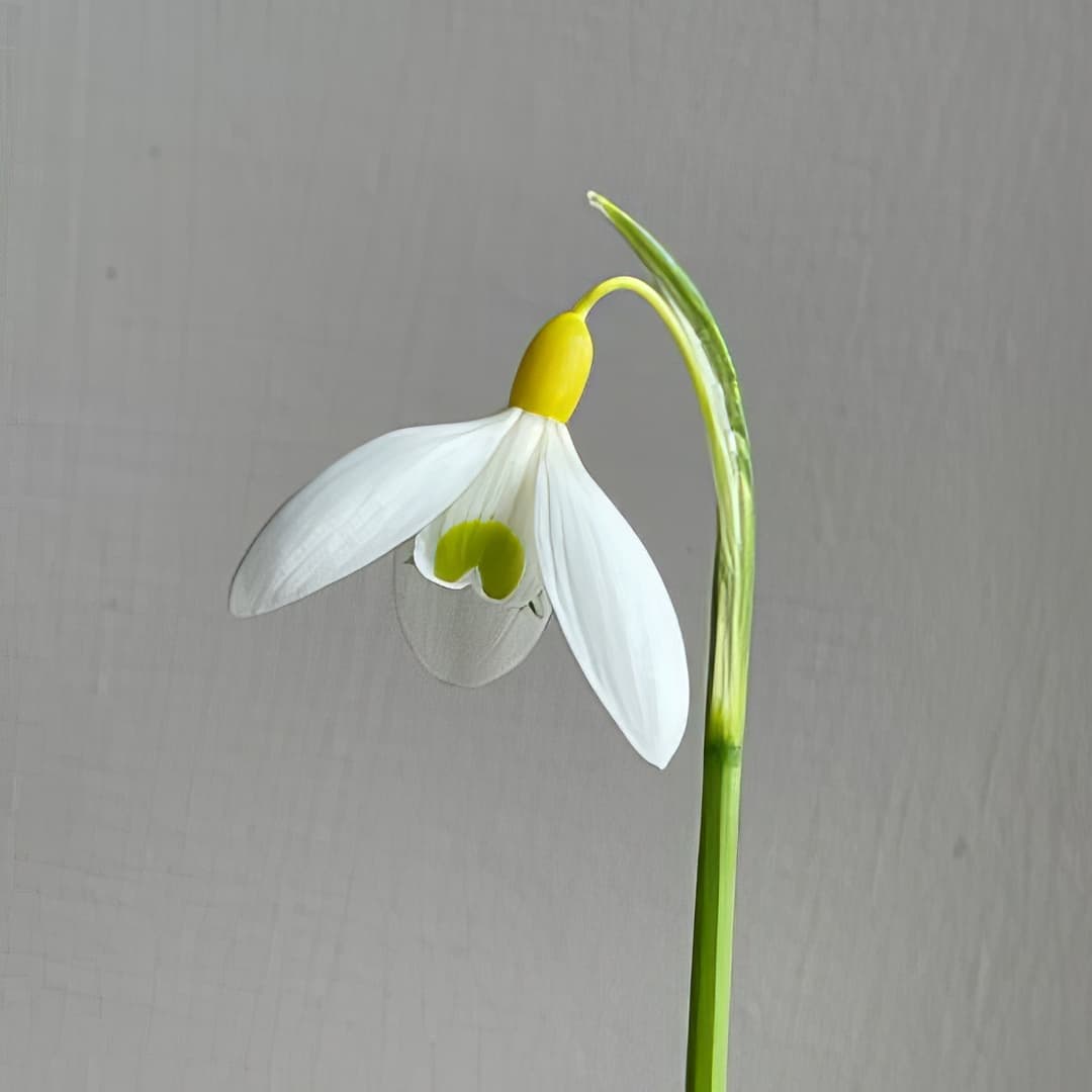 Galanthus Dryad Gold Nugget
