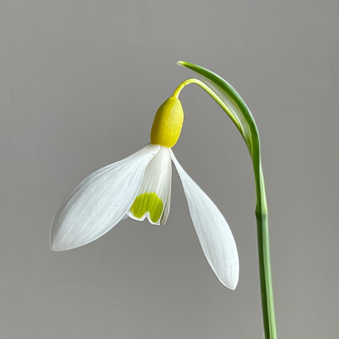 Galanthus Dryad Gold Star
