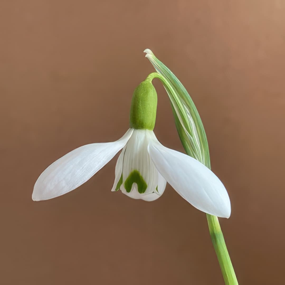 Galanthus The Apothecary