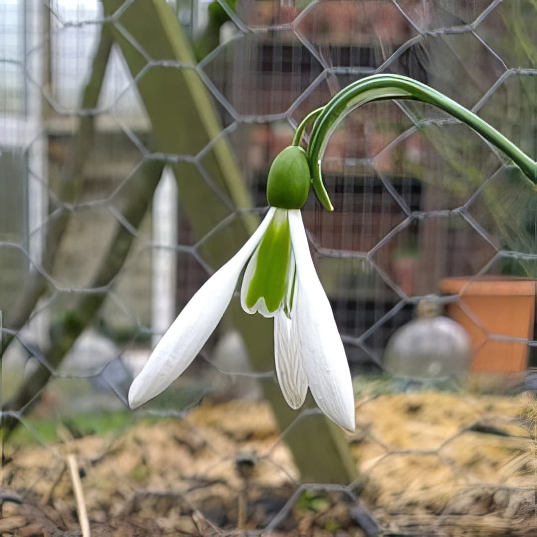 Galanthus George Elwes