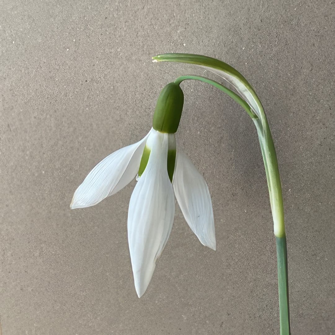 Galanthus elwesii Penelope Ann