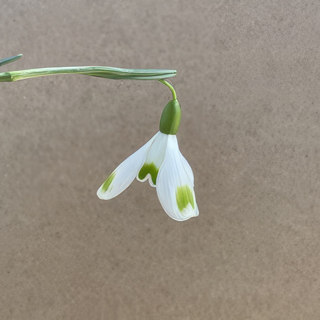 Galanthus Aunt Agnes