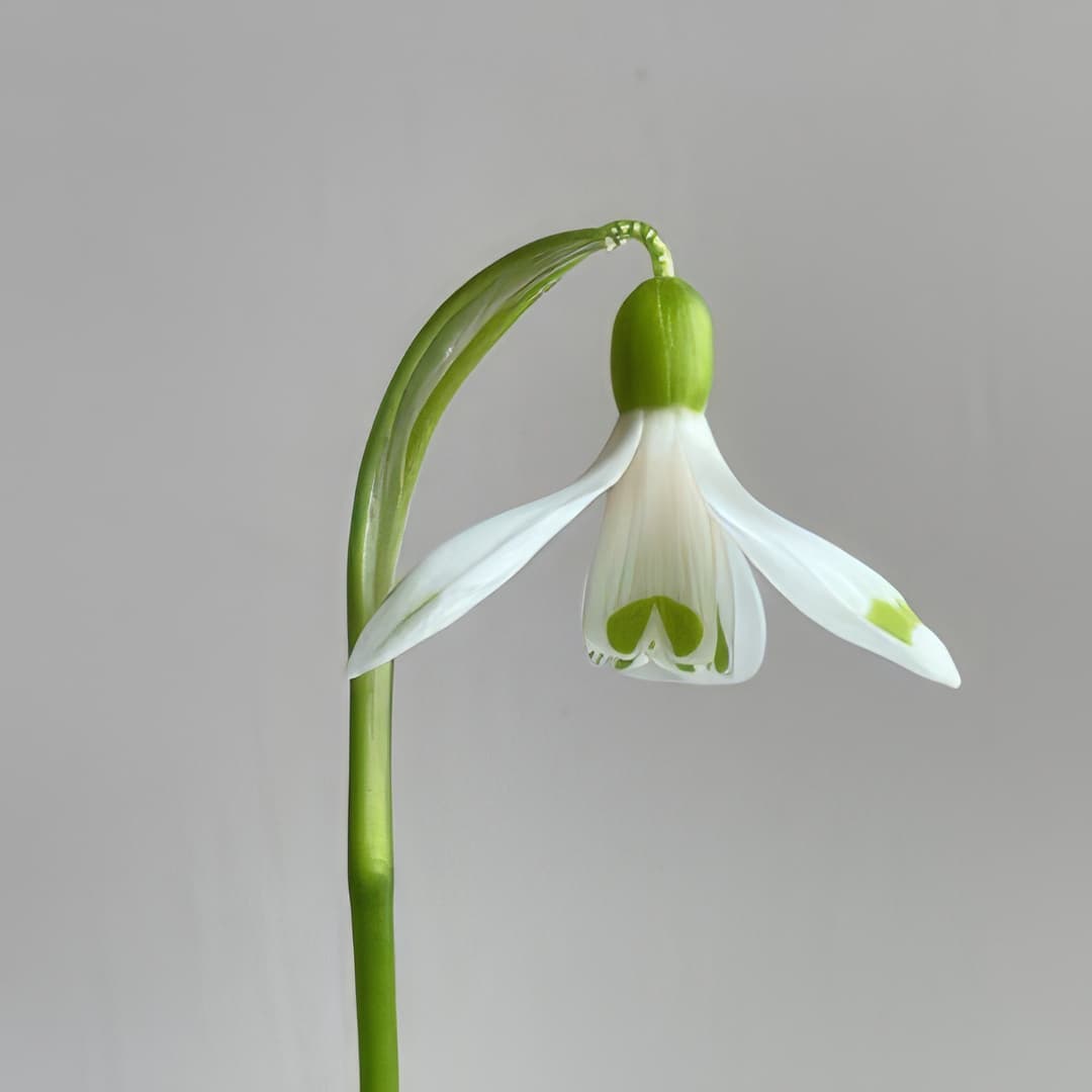 Galanthus woronowii Cider with Rosie